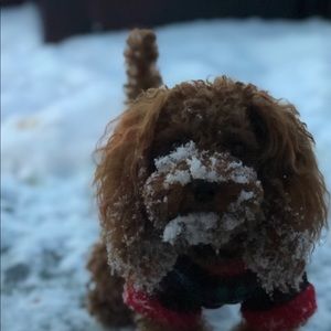 Meet your Posher, Rothe